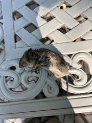 Microtus pennsylvanicus