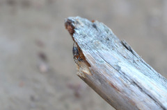 Alpaida gallardoi