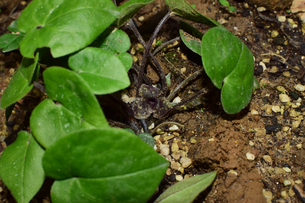 Asarum geophilum