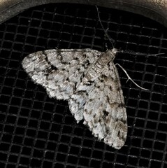 Myrioblephara desumpta