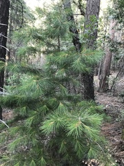 Pinus lambertiana