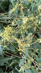 Cuscuta campestris