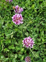 Trifolium