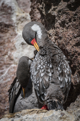 Poikilocarbo gaimardi