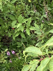 Liatris helleri