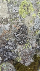 Umbilicaria cylindrica