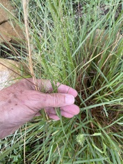 Eragrostis intermedia