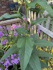 Helianthus tuberosus