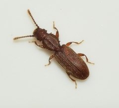 Oryzaephilus surinamensis