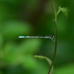 Agriocnemis pieris