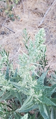 Artemisia douglasiana