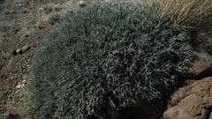 Euphorbia lignosa