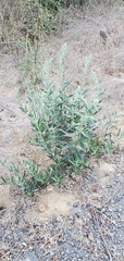 Artemisia douglasiana