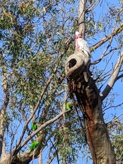 Glossopsitta concinna