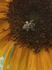 Melissodes trinodis
