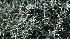 Euphorbia lignosa