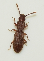 Oryzaephilus surinamensis
