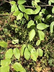 Amelanchier arborea
