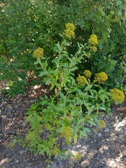 Bupleurum fruticosum