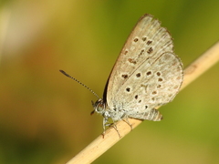 Zizeeria knysna