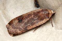 Noctua pronuba