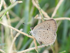 Zizeeria knysna