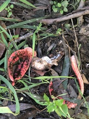Clathrus archeri