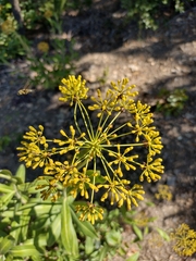 Bupleurum fruticosum