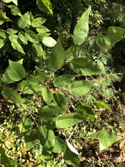 Amelanchier arborea