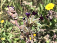 Anchusa undulata
