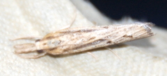 Pediasia trisecta