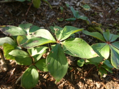 Cornus canadensis