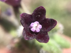 Anchusa undulata
