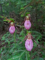 Cypripedium acaule
