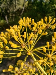 Bupleurum fruticosum
