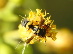 Eumeninae