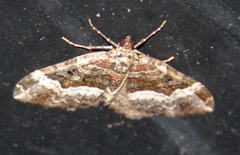 Euphyia intermediata