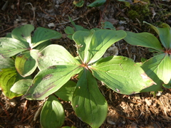 Cornus canadensis