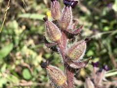 Anchusa undulata