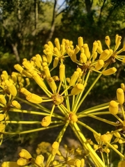 Bupleurum fruticosum