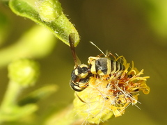 Eumeninae