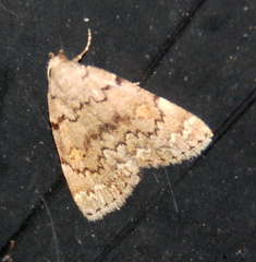Idia concisa