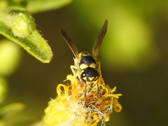 Eumeninae