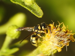 Eumeninae