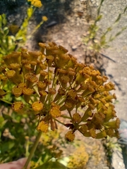 Bupleurum fruticosum