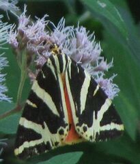 Euplagia quadripunctaria