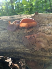 Auricularia auricula-judae