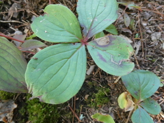 Cornus canadensis