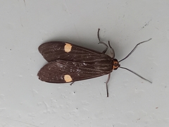 Aclytia