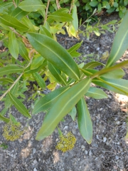 Bupleurum fruticosum